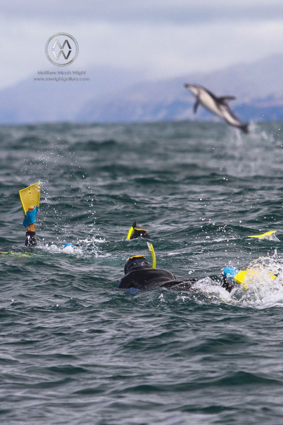 The Dusky dolphins found in Kaikoura, New Zealand are described as hyper-social. They are very playful and enjoy the company of swimmers in the water. The dolphins are very acrobatic and frequently jump out of the water as people play with them.