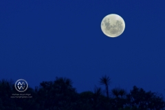 One of the largest moons of the decade, a full moon rises over the Kaikoura ocean.