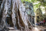 The magnificent temples of Angkor Wat in Siem Reap, Cambodia. This is Ta Prohm temple which has been frequently used in movies