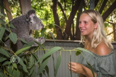 Travelers get up close and personal with a beautiful Koala on Magnetic Island.