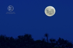 One of the largest moons of the decade, a full moon rises over the Kaikoura ocean.