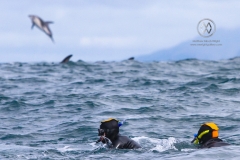 The Dusky dolphins found in Kaikoura are described as hyper-social. They are very playful and enjoy the company of swimmers in the water. The dolphins are very acrobatic and frequently jump out of the water