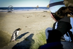 Caitlins, Otago, New Zealand. The beaches of the Otago Peninsula are a wildlife refuge for the endangered penguin. Tours can take you down to the beaches where you often have chances to observe the penguins. Some may  walk right up to you.