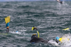 The Dusky dolphins found in Kaikoura, New Zealand are described as hyper-social. They are very playful and enjoy the company of swimmers in the water. The dolphins are very acrobatic and frequently jump out of the water as people play with them.