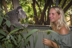 Travelers get up close and personal with a beautiful Koala on Magnetic Island.