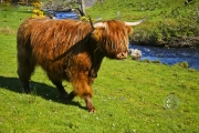 Hairy Coooo's (cows) doing what they do best on during a beautiful sunrise.
