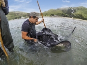 Travelers wade into the ocean to hand feel large wild stingrays in Gisborn, New Zealand.