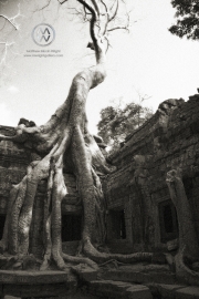 Some of the major temples in Angkor Wat