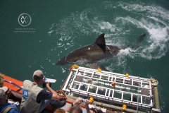 Some of the legendary Great White Shark diving off the coast of Mosselbaai (Mossel Bay).