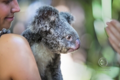 Travelers get up close and personal with a beautiful Koala on Magnetic Island. Koala Hugs here.