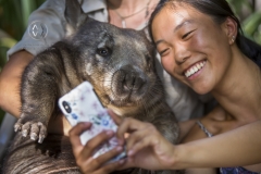 Travelers get up close to take selfie images with a Wombat on Magnetic Island.