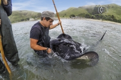 Travelers wade into the ocean to hand feel large wild stingrays in Gisborn, New Zealand.