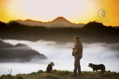 The Blue Duck lodge located in the Whanganui National park is a working cattle farm with a focus on conservation. A cowboy and his dogs watch as the early morning fog floods the valley at sunrise.