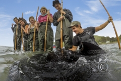 Travelers wade into the ocean to hand feel large wild stingrays in Gisborn, New Zealand.